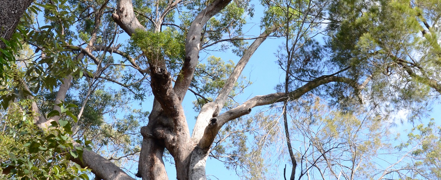 The beautiful tallowwood tree found at IndigiScapes.
