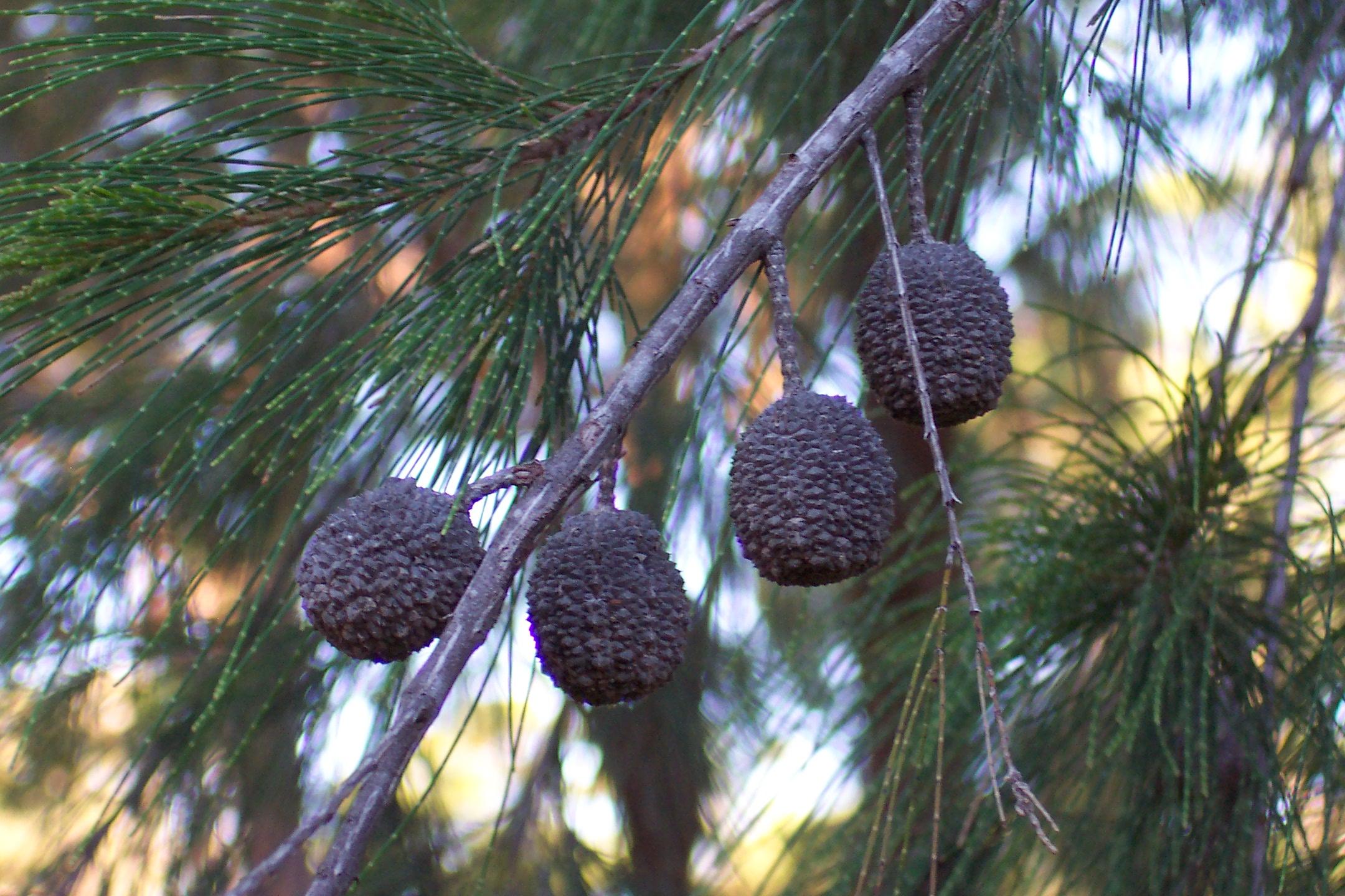 Redlands trees - Forest She-oak