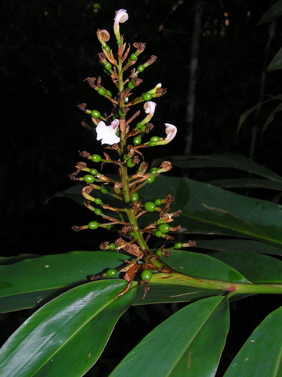 Redlands bush tucker - Native Ginger 
