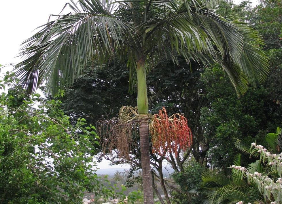 Redlands trees - Bangalow Palm