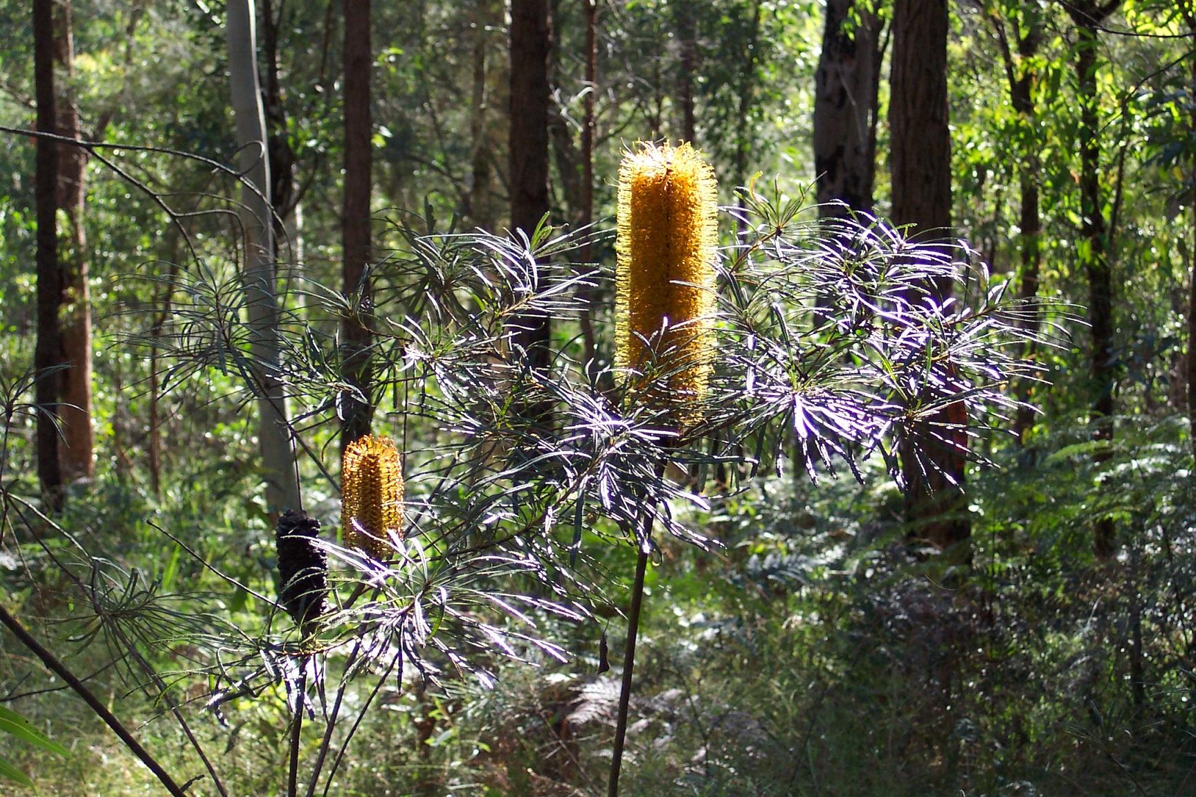  Redlands shrubs - Hairpin Banksia