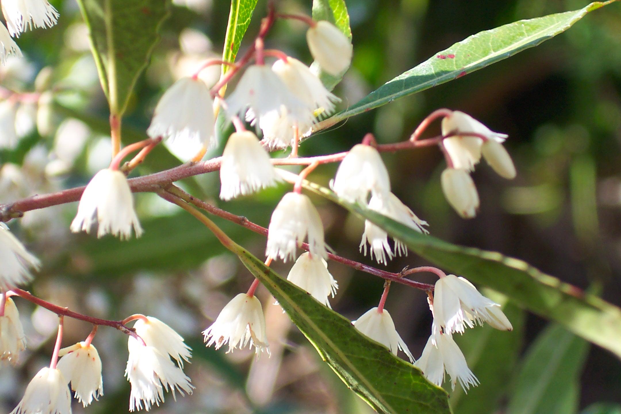 Redlands trees - Blueberry Ash