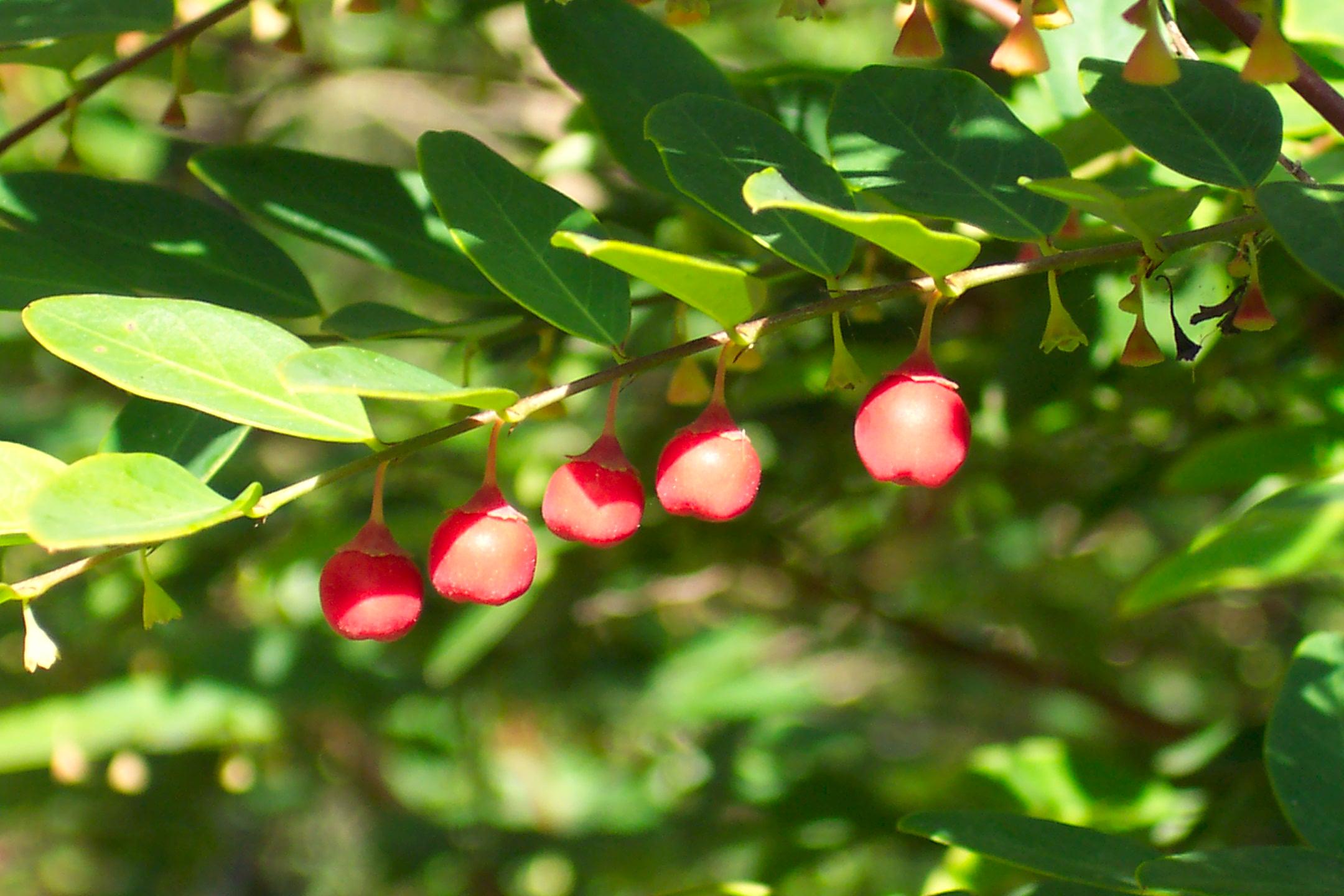  Redlands shrubs - Coffee Bush