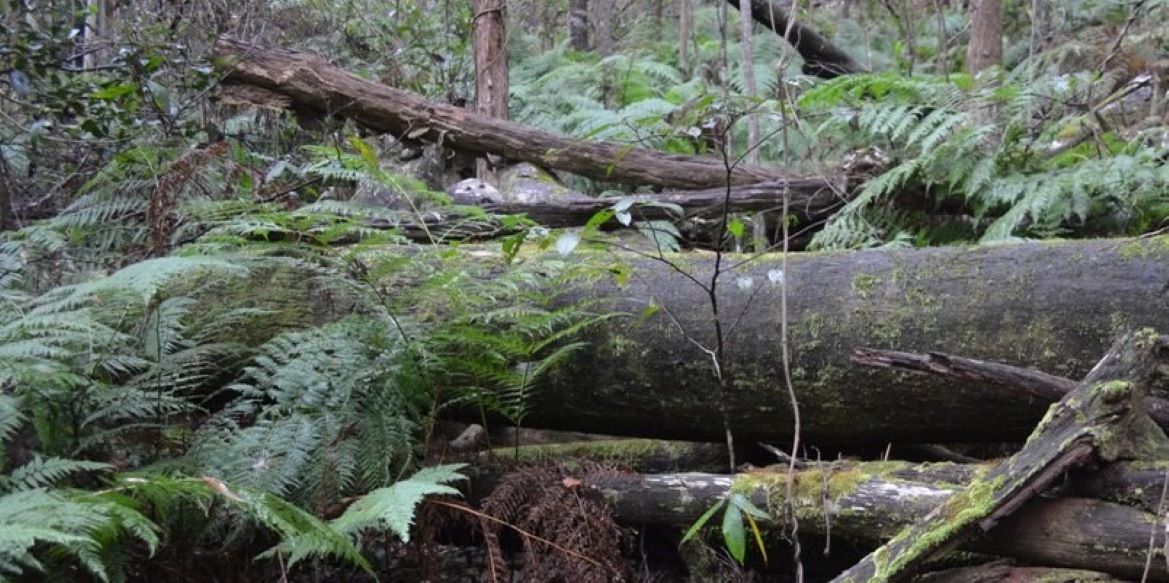 Bush scene with mossy log and trees behind.