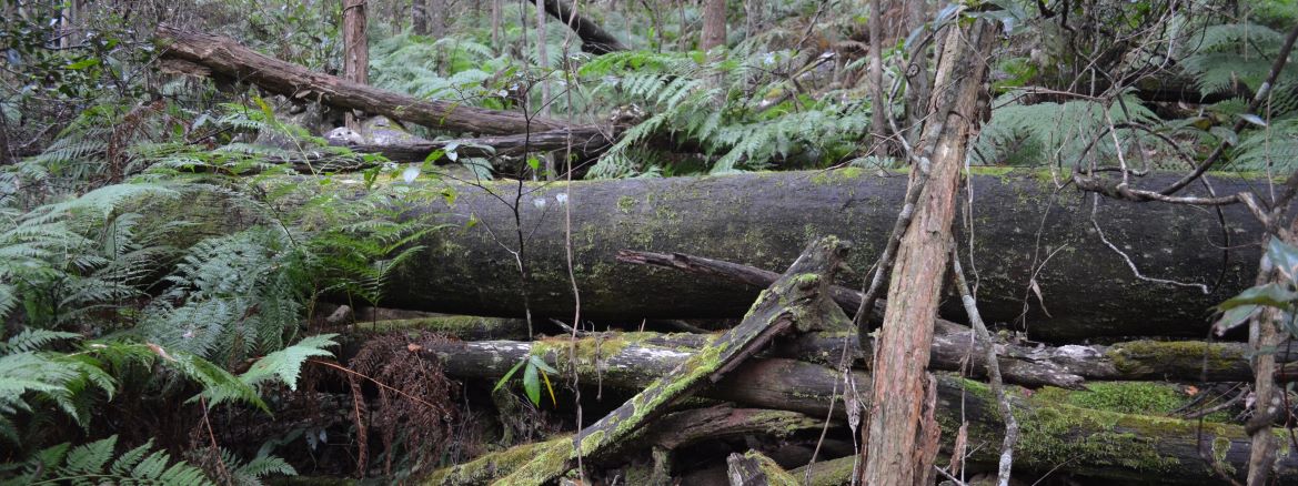 Bush scene with large log covered in moss. 