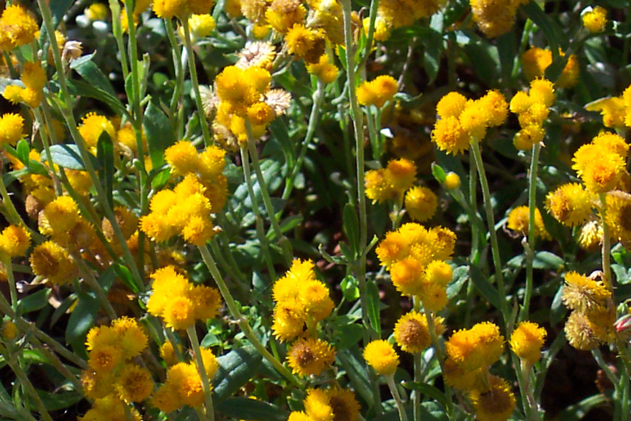 Redlands groundcovers - Yellow Buttons 