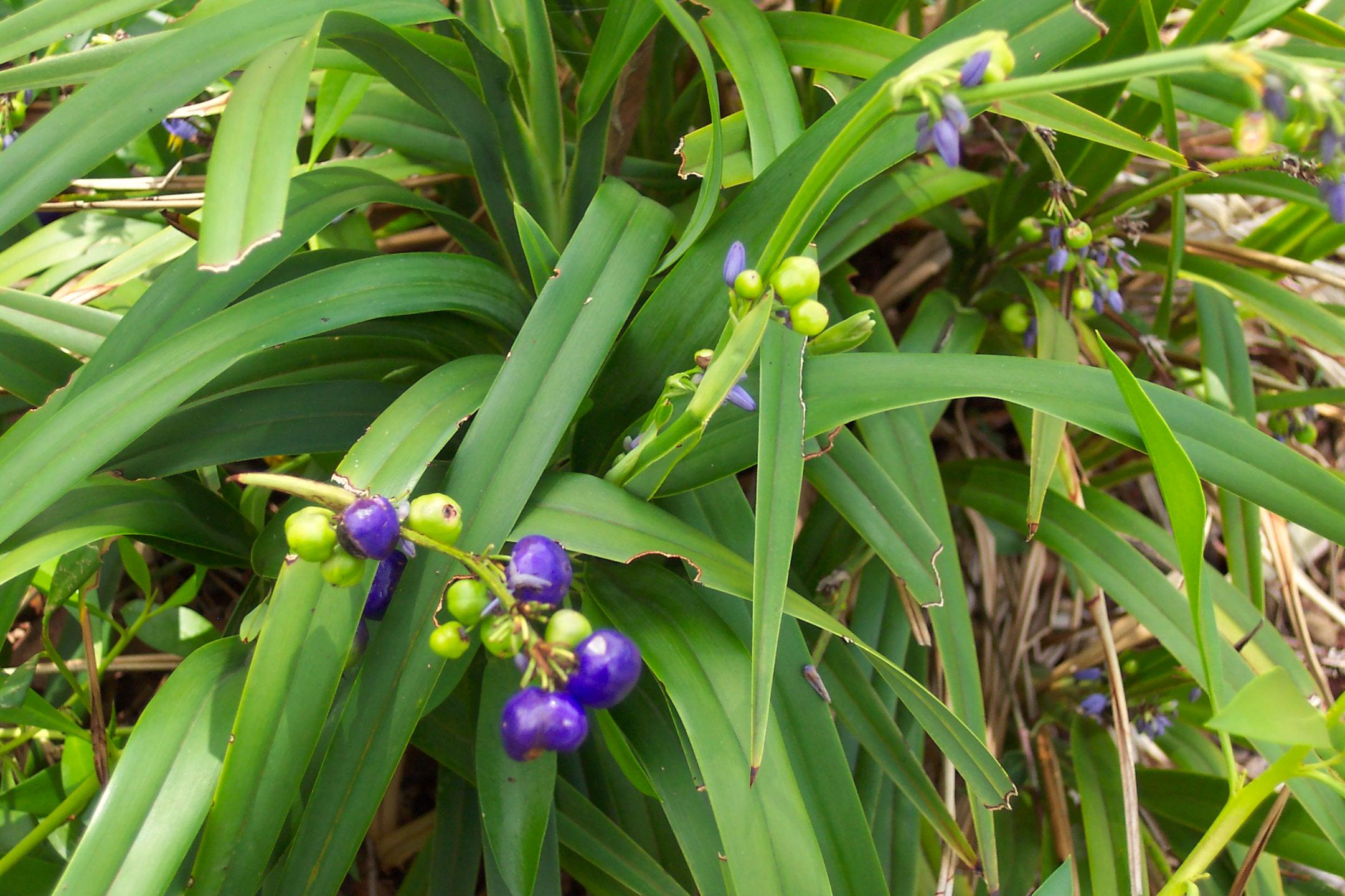 Redlands groundcovers - Blue flax lily