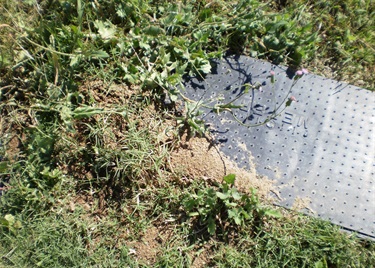 Fire_ant_nest_in_a_water_meter.jpg