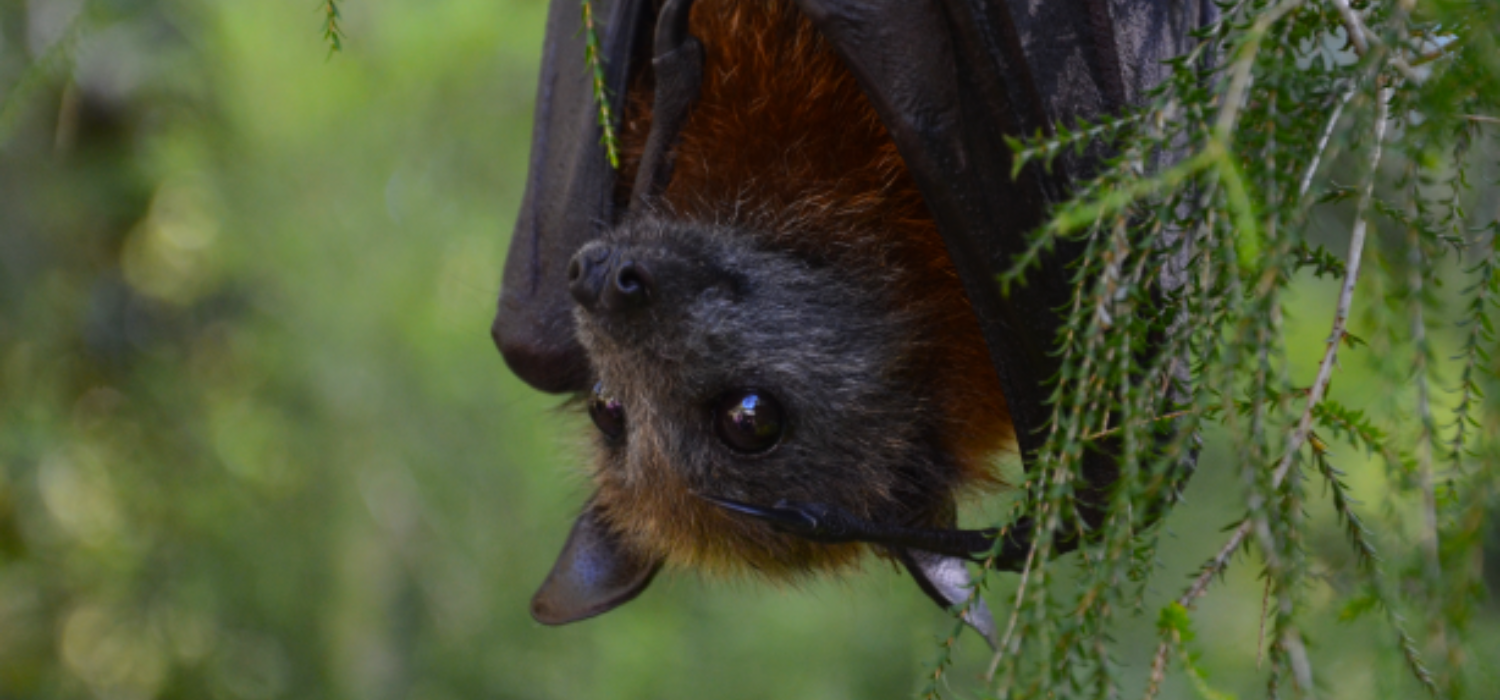 Close up image of a grey head flying fox in a tree