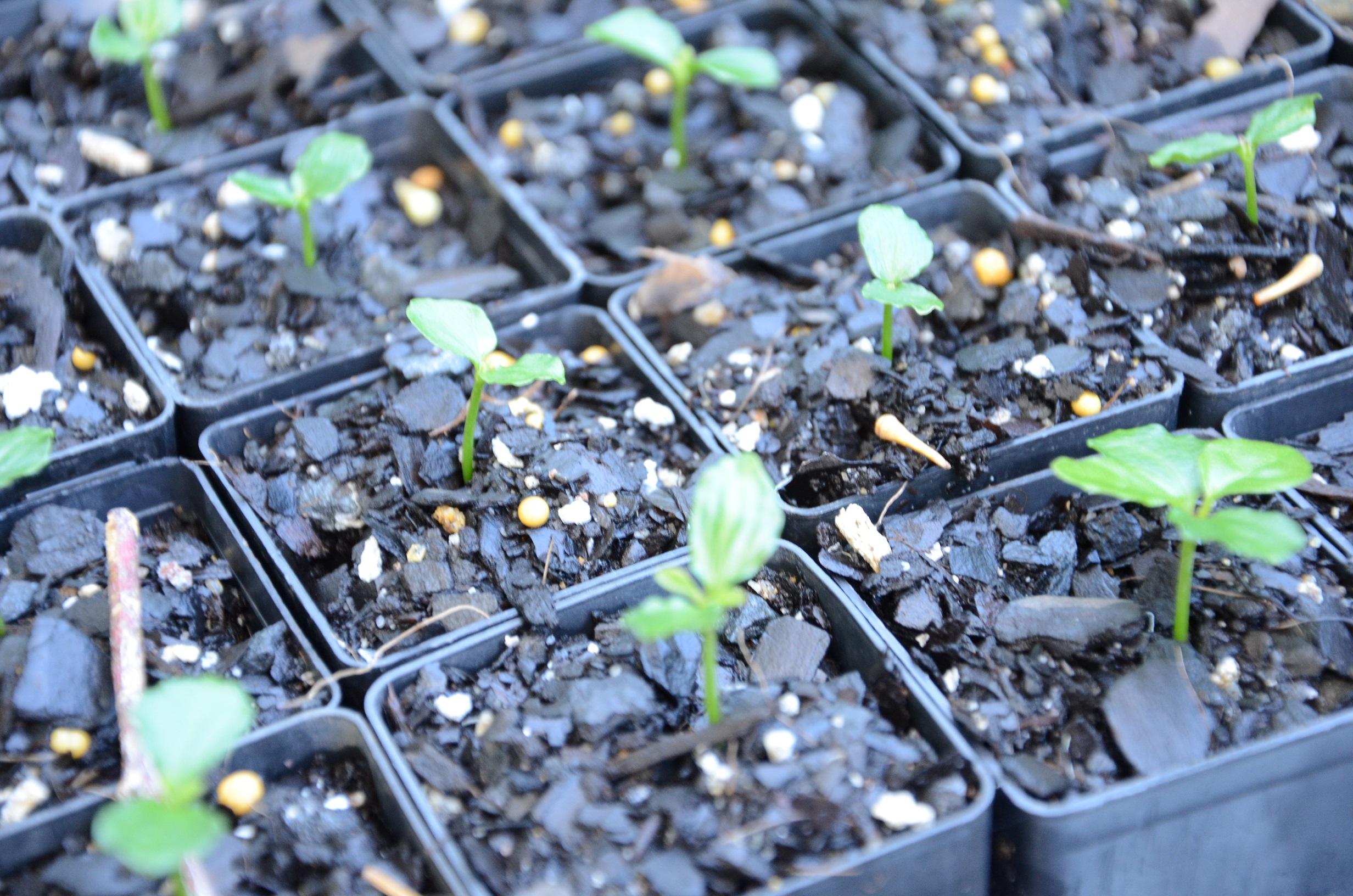 Growing native plants from seeds and cuttings