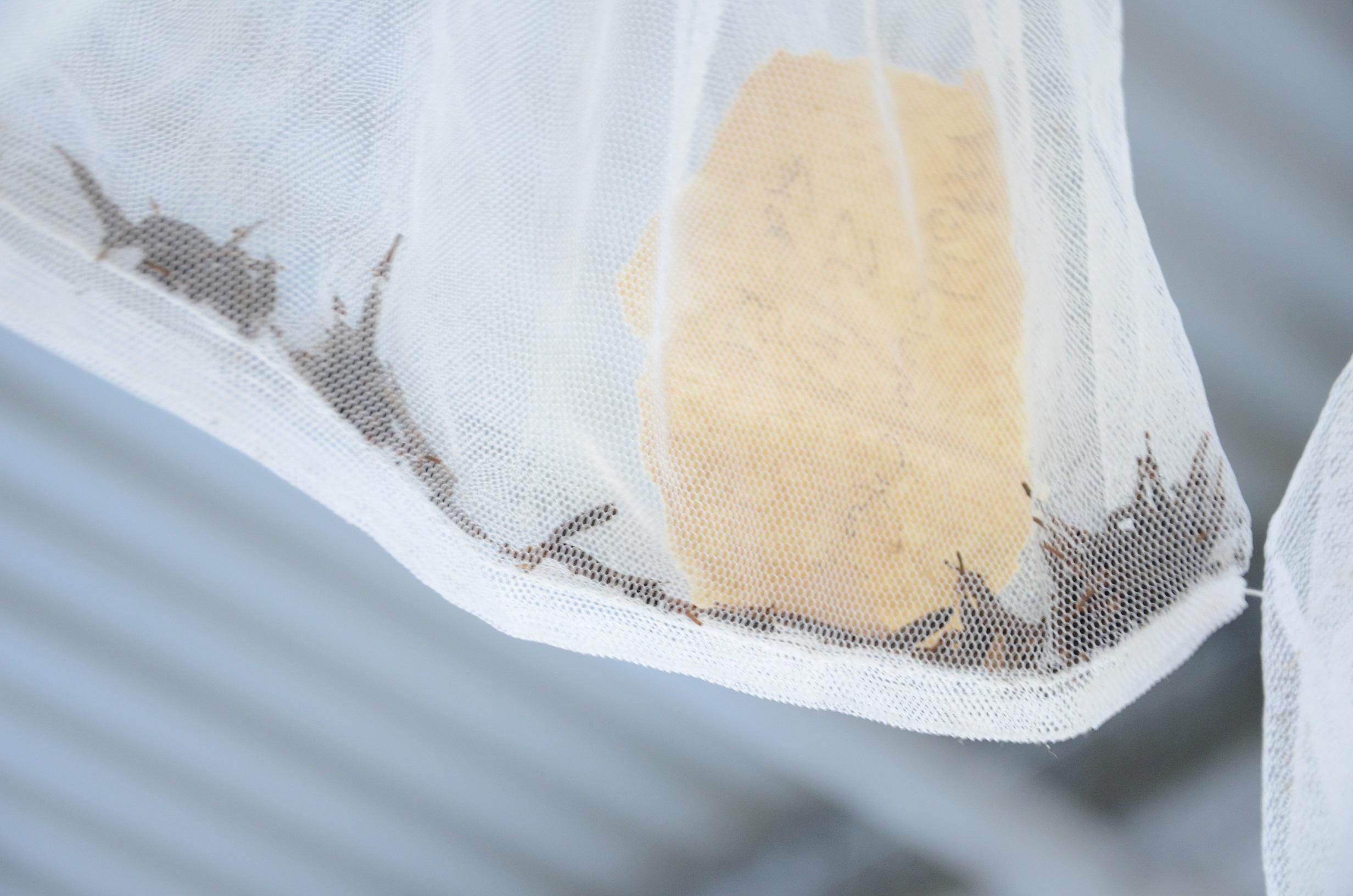 Growing native plants from seeds and cuttings