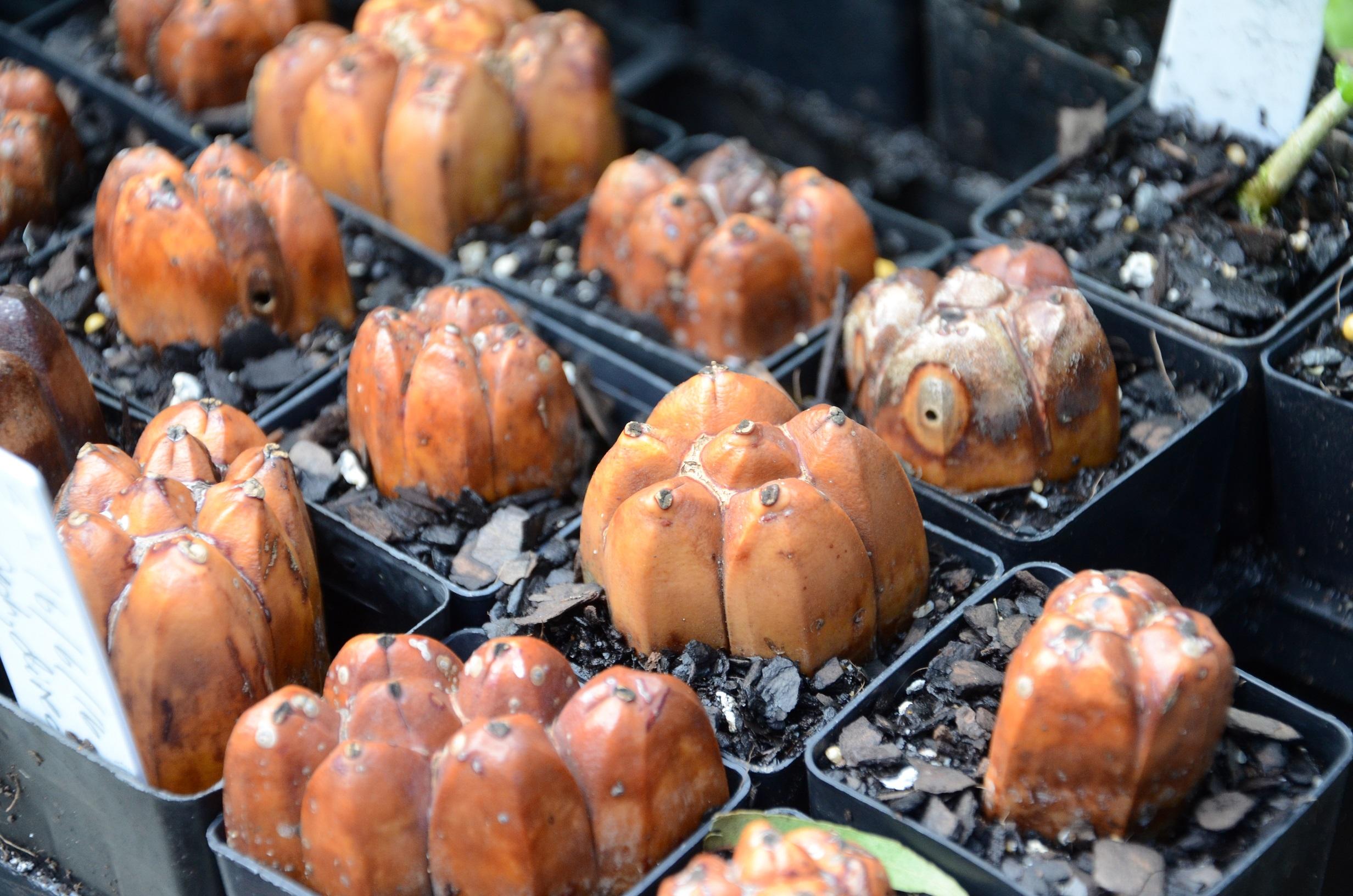 Growing native plants from seeds and cuttings - growing seeds