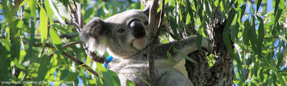 Koala with a tracking tag in a tree