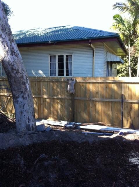 Koala climbing fences in the Redlands