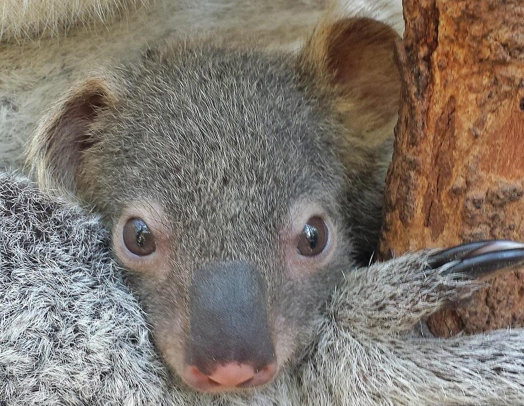 Koala joey