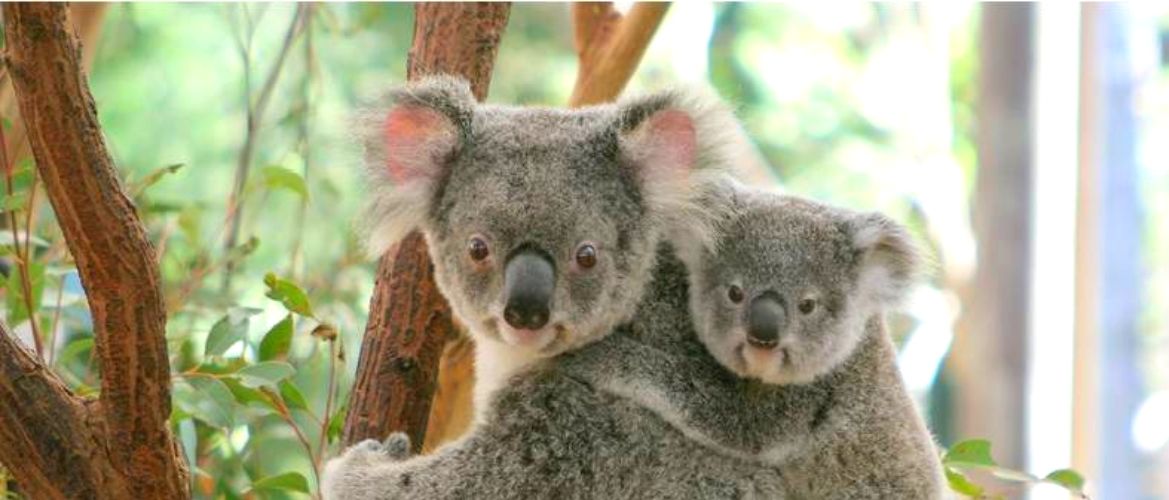 A koala and her joey in a gum tree.