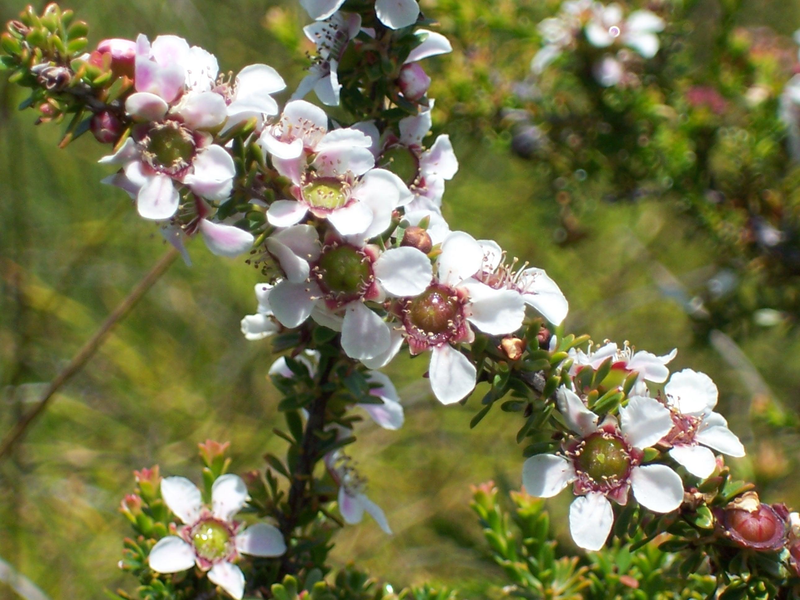 Redlands bush tucker - Lemon Scented Tea-tree 