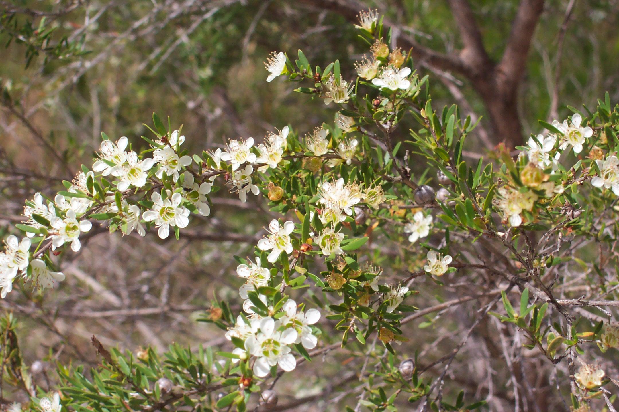  Redlands shrubs - Wild May