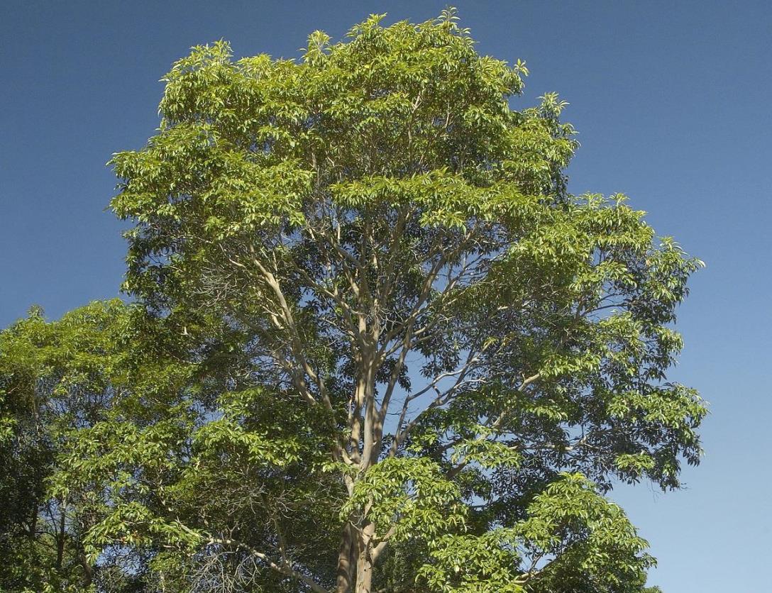 Redlands trees - Brush Box