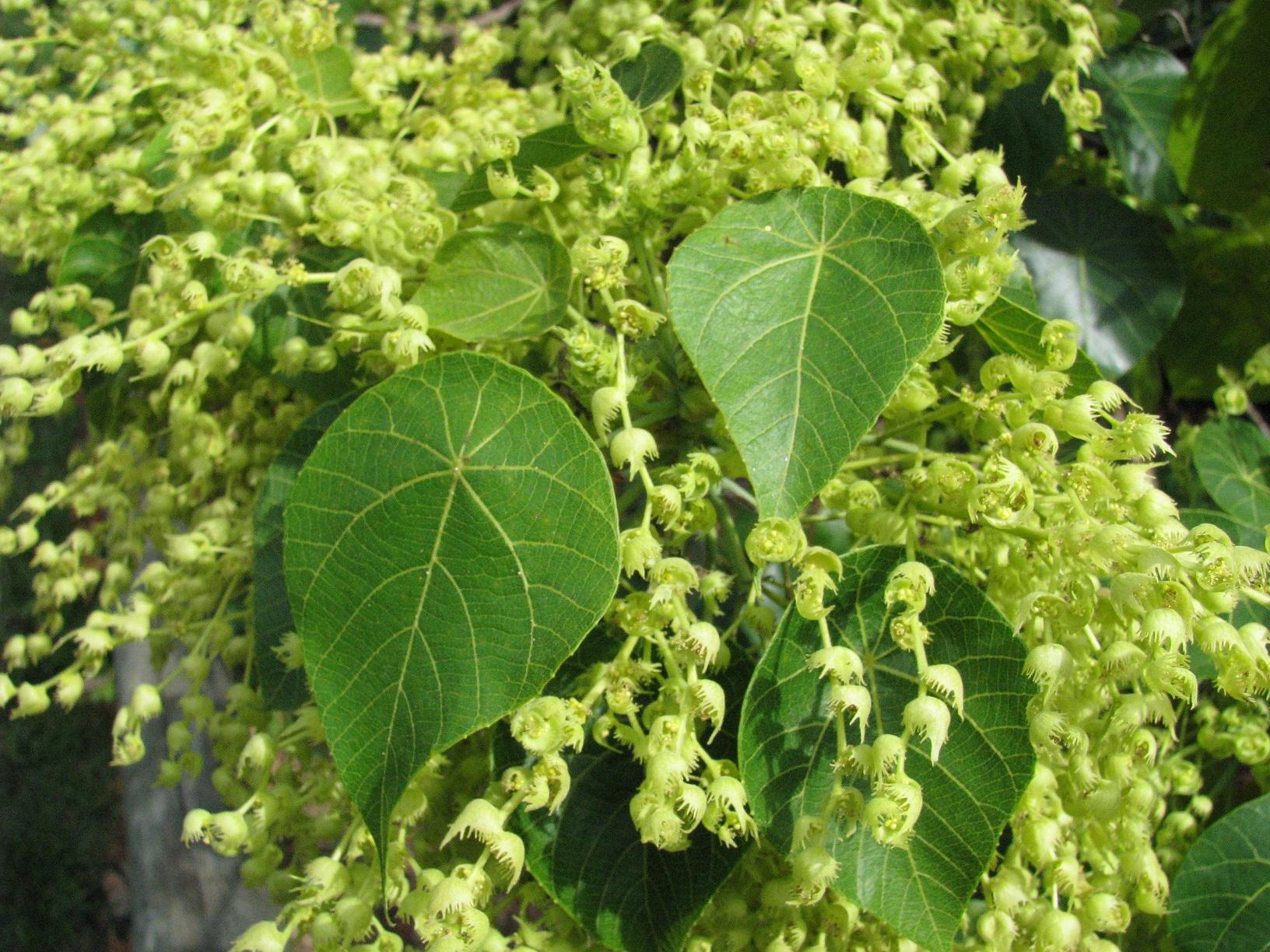 Redlands trees - Macaranga