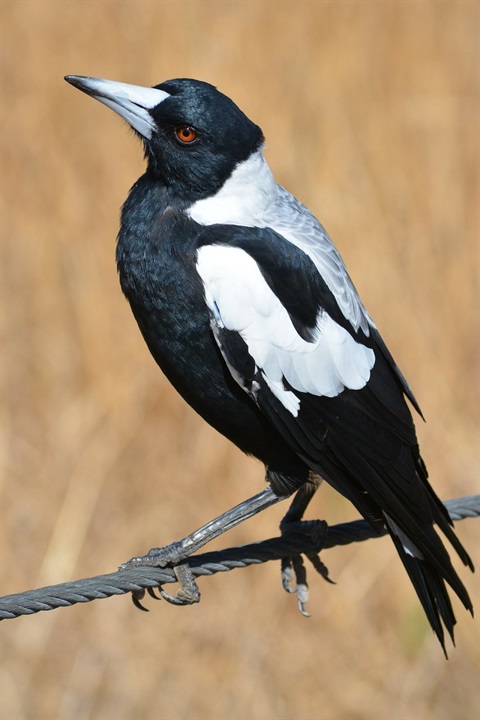 Magpie