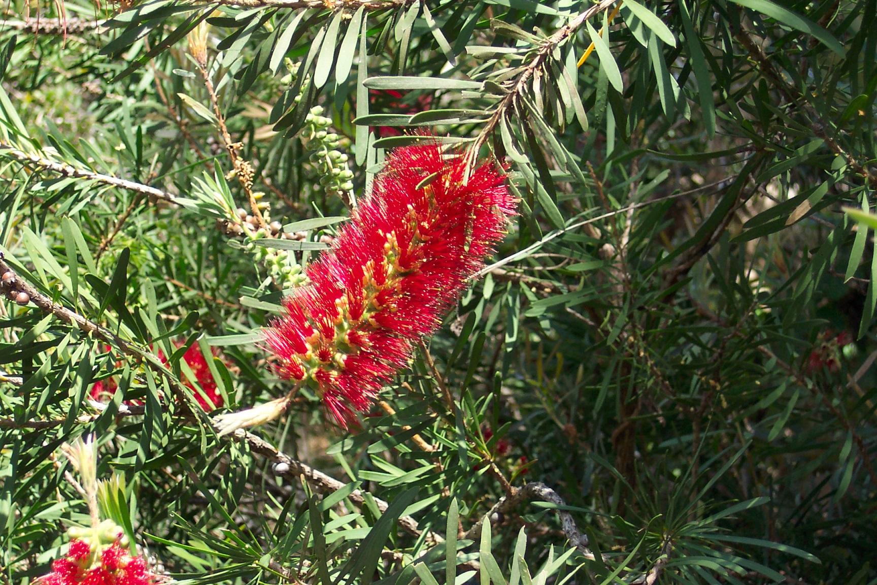 Redlands shrubs - Wallum Bottlebrush 