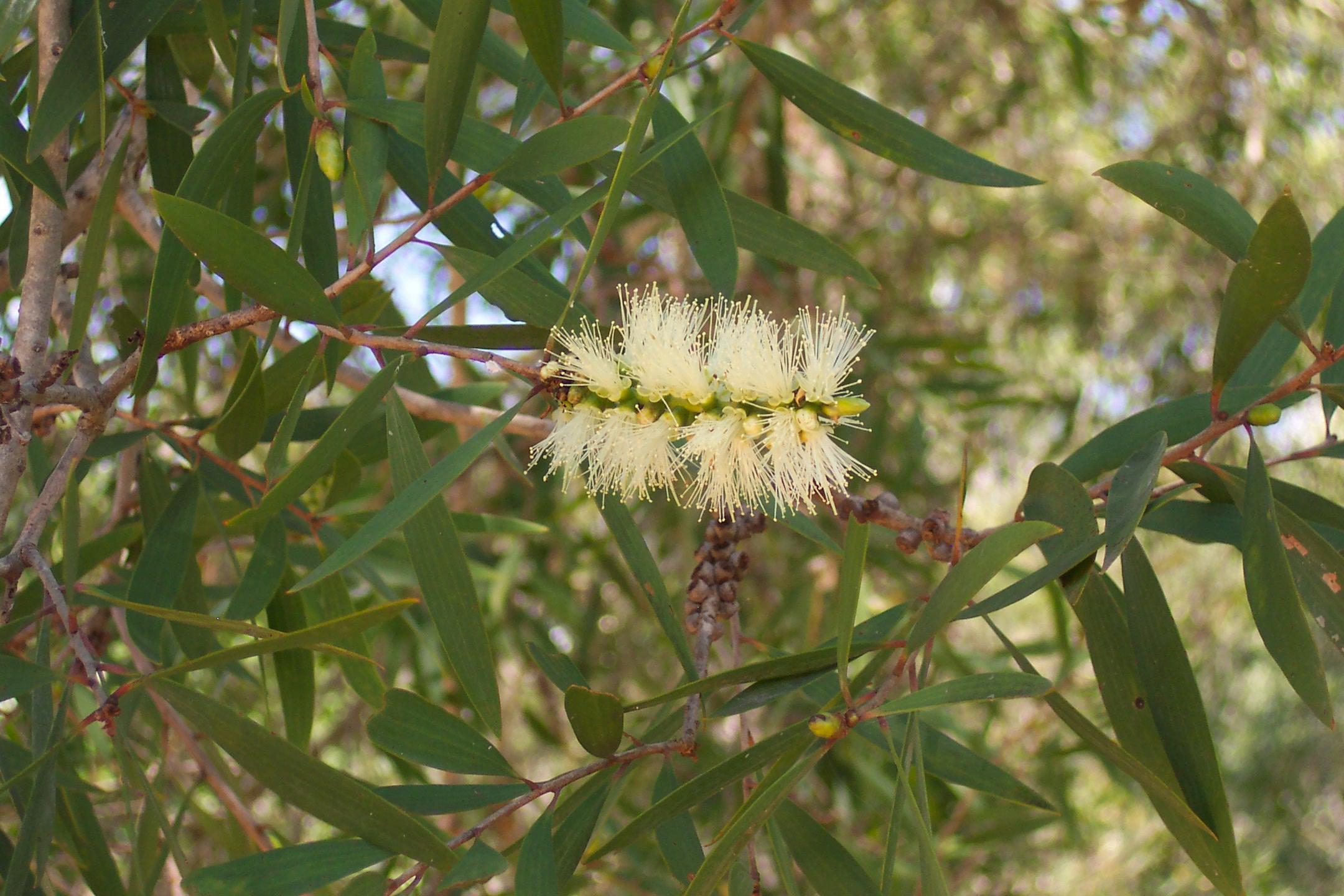 Redlands trees - Broad Leaf Paperbark