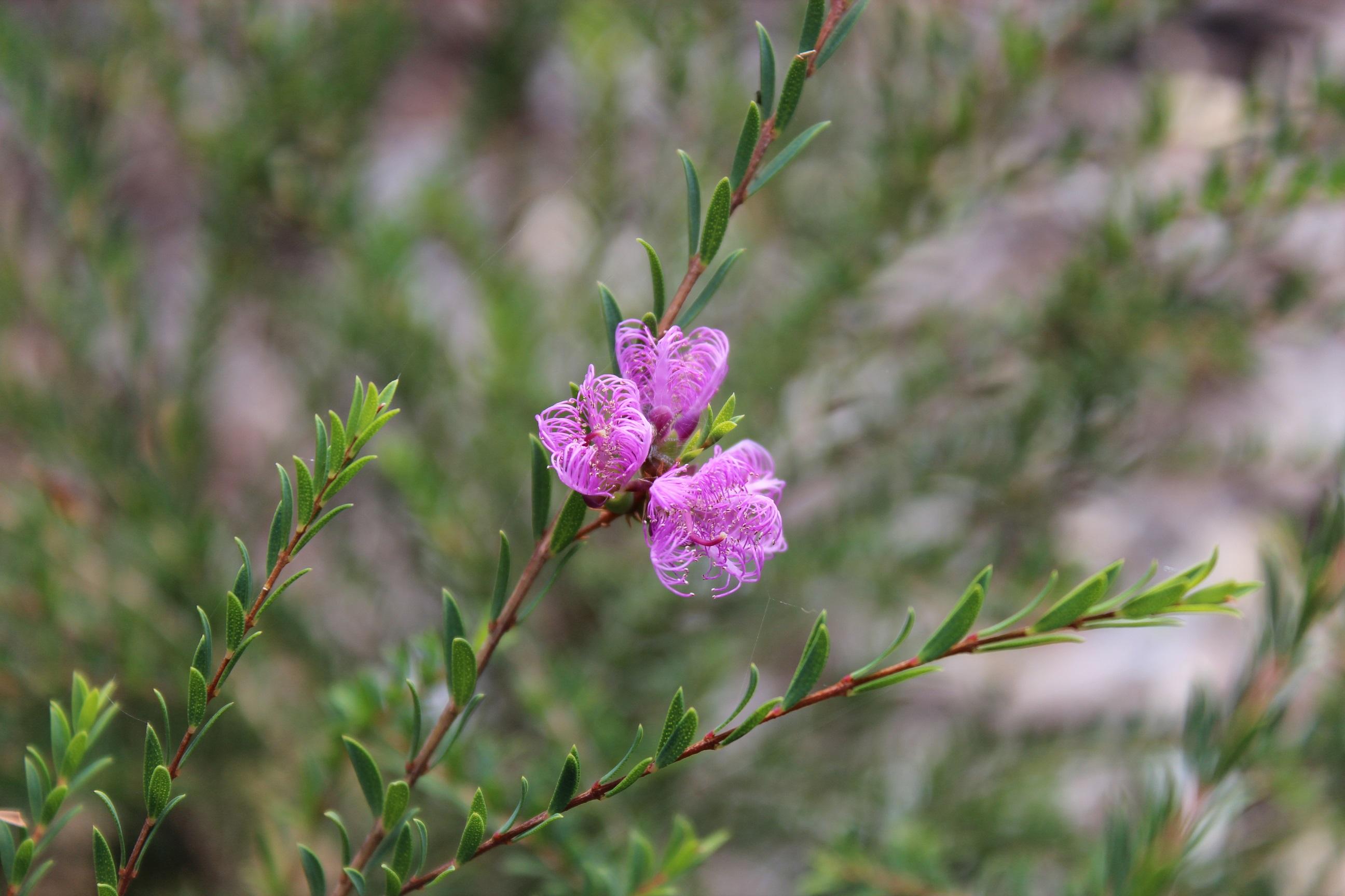 Redlands shrubs - Thyme Honey Myrtle 