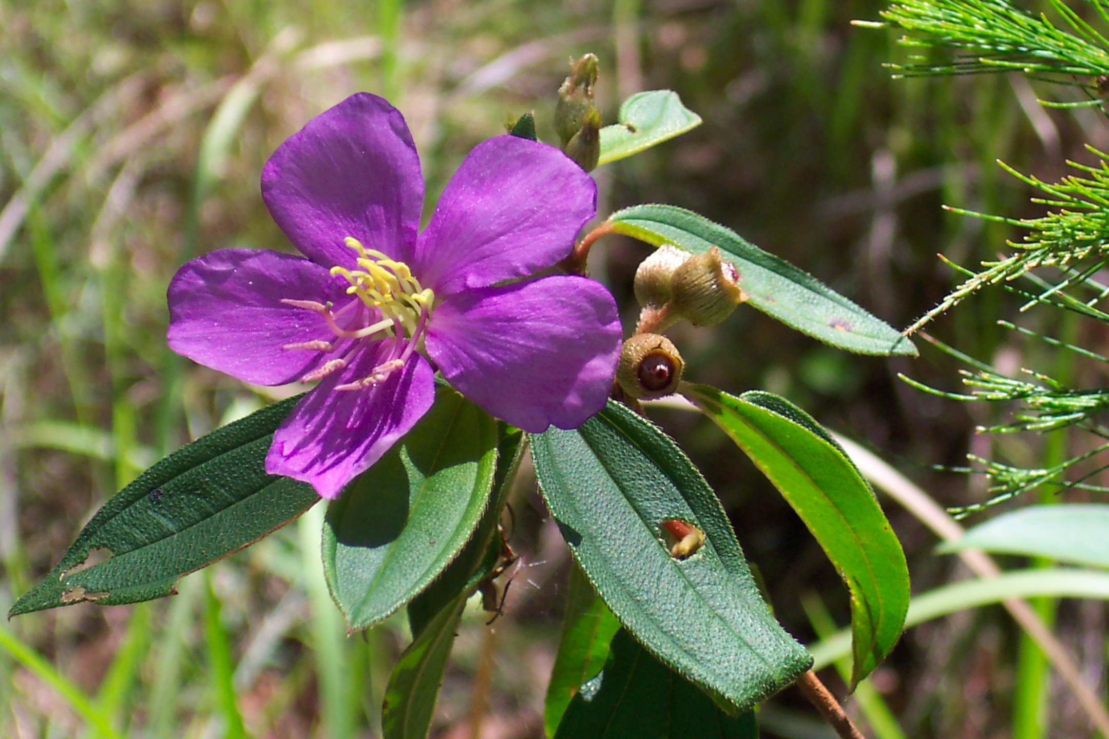 Melastoma malabathricum