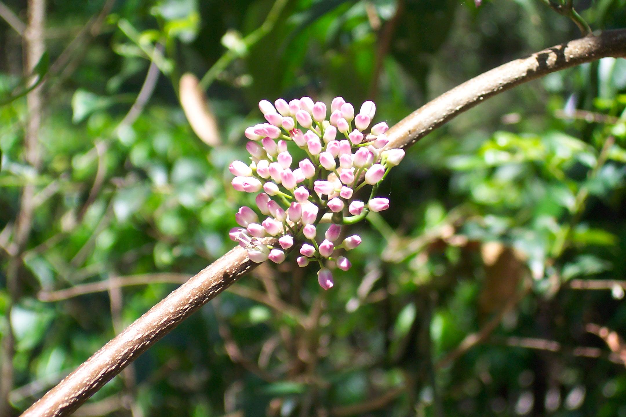 Redlands trees - Pink Euodia