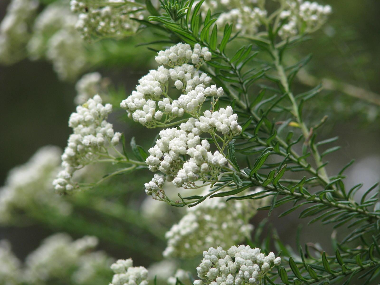  Redlands shrubs - Sago Bush 