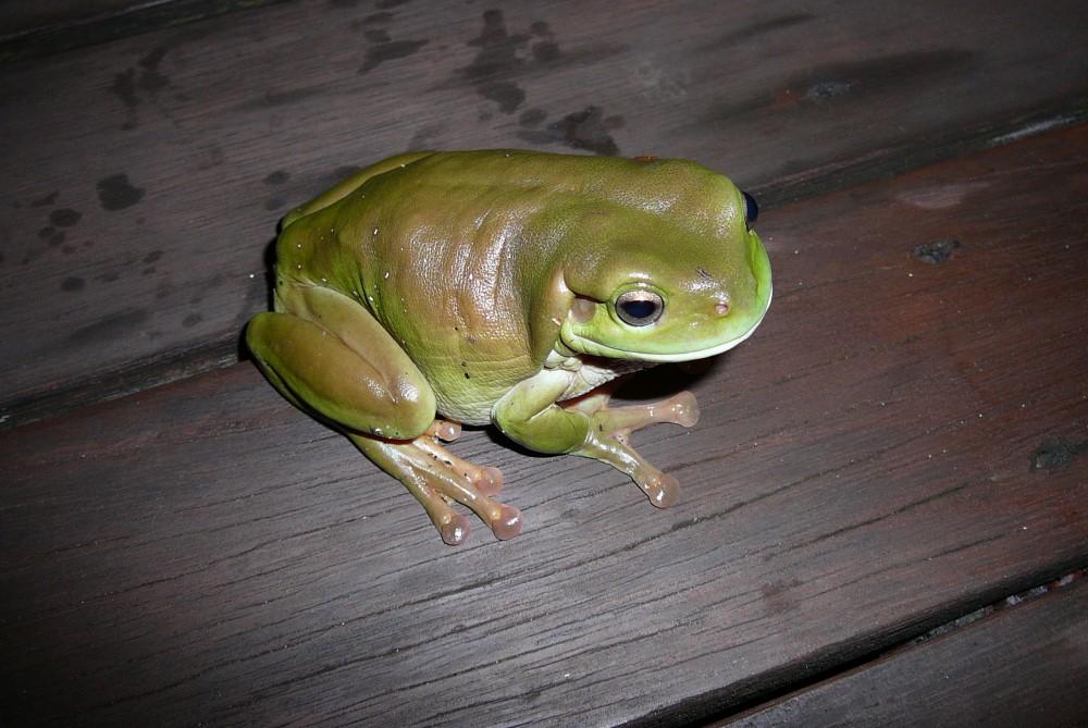 Frog