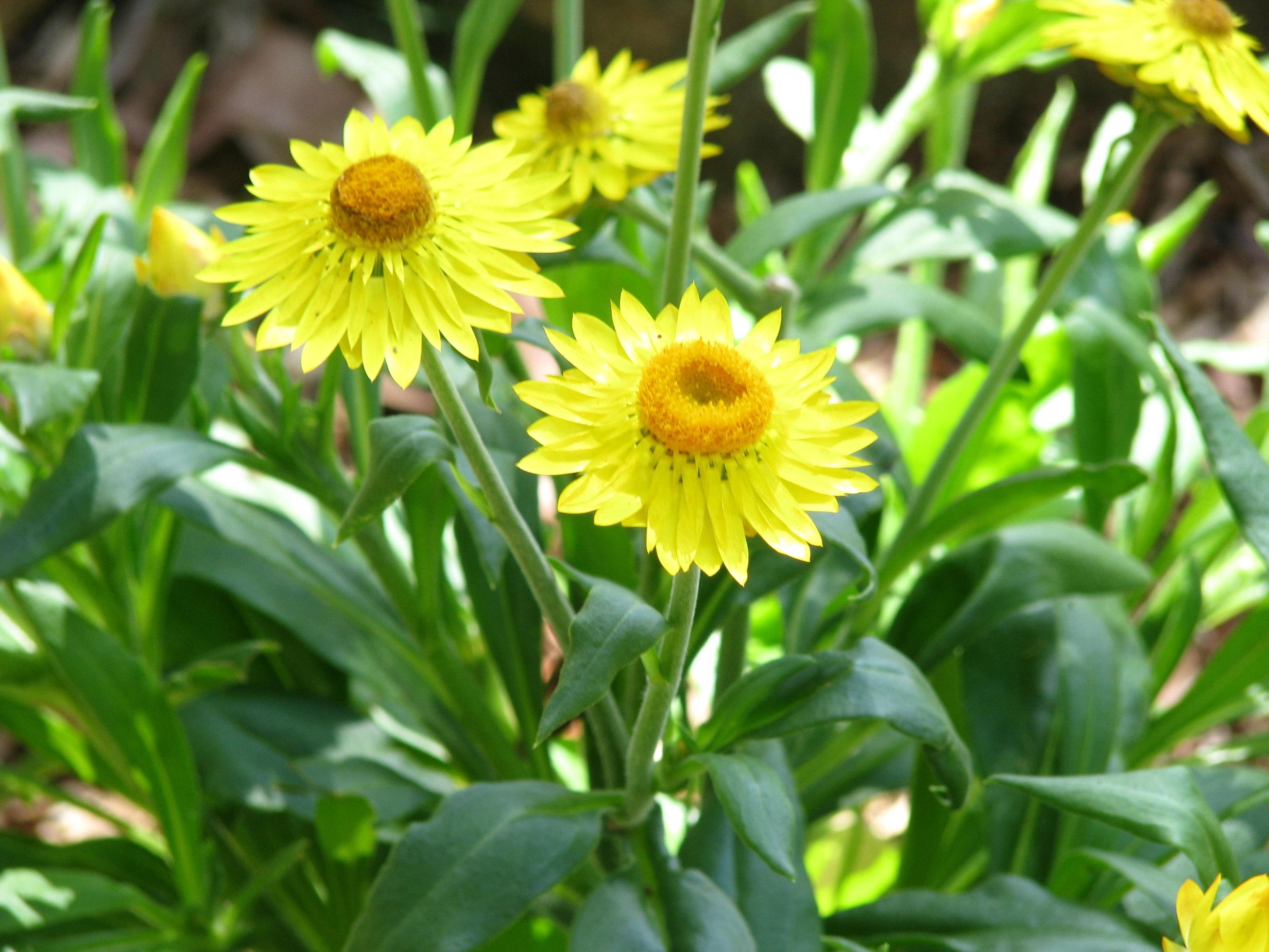 Redlands groundcovers - Paper Daisy 