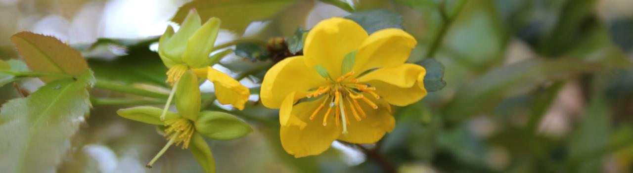 Pest animals and weeds in the Redlands