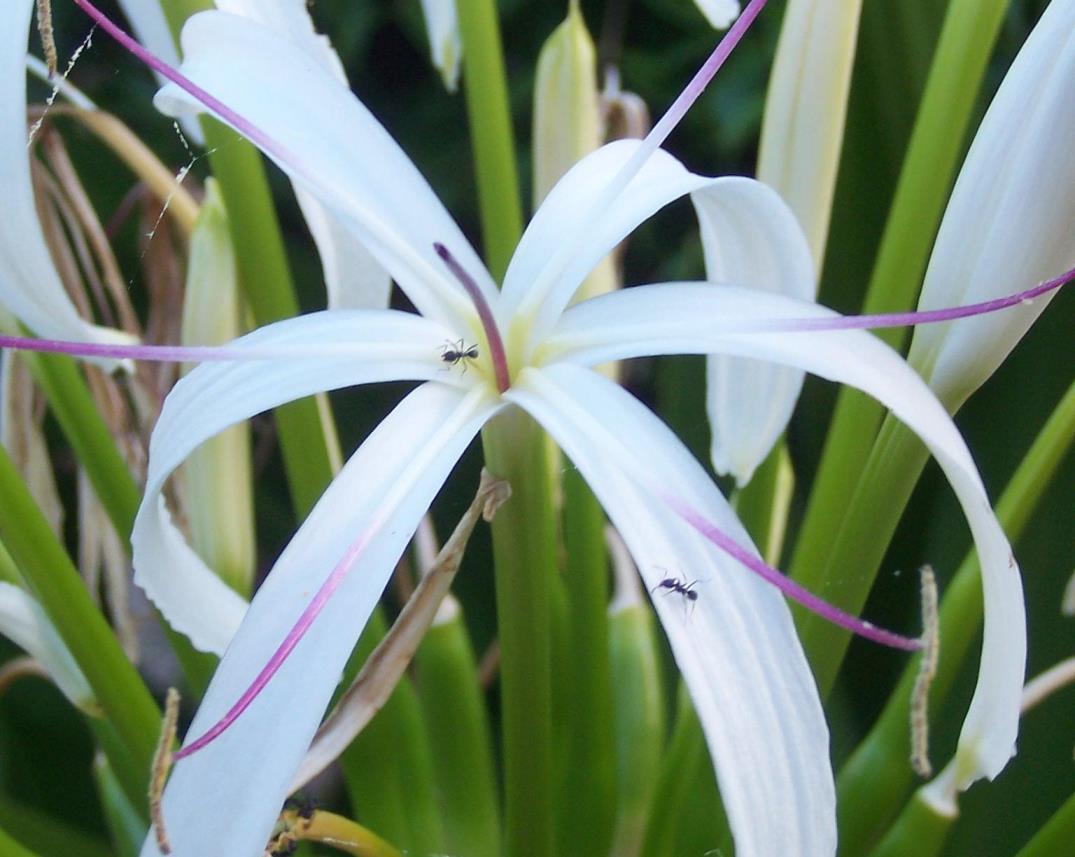 Redlands groundcovers - River lily 