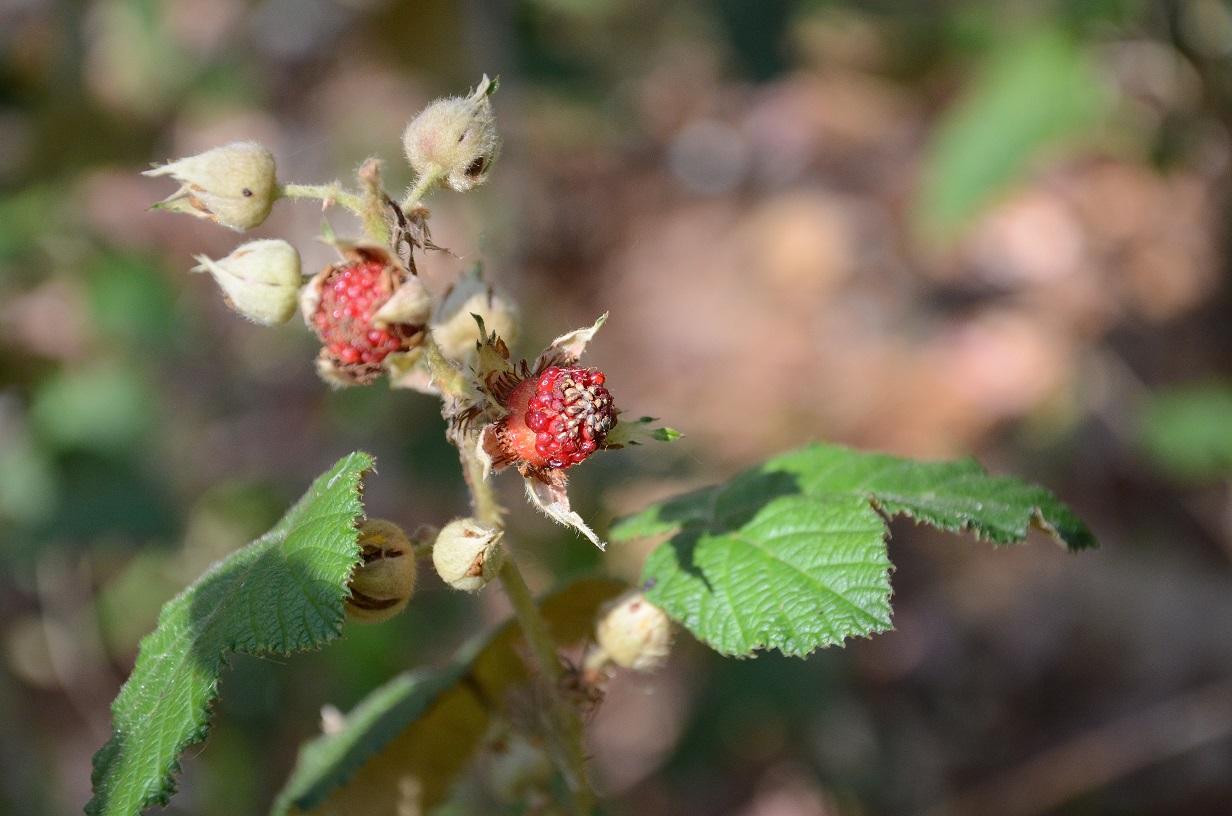 Redlands bush tucker - Native Raspberry 