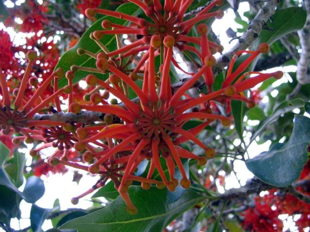 Redlands trees - Wheel of Fire