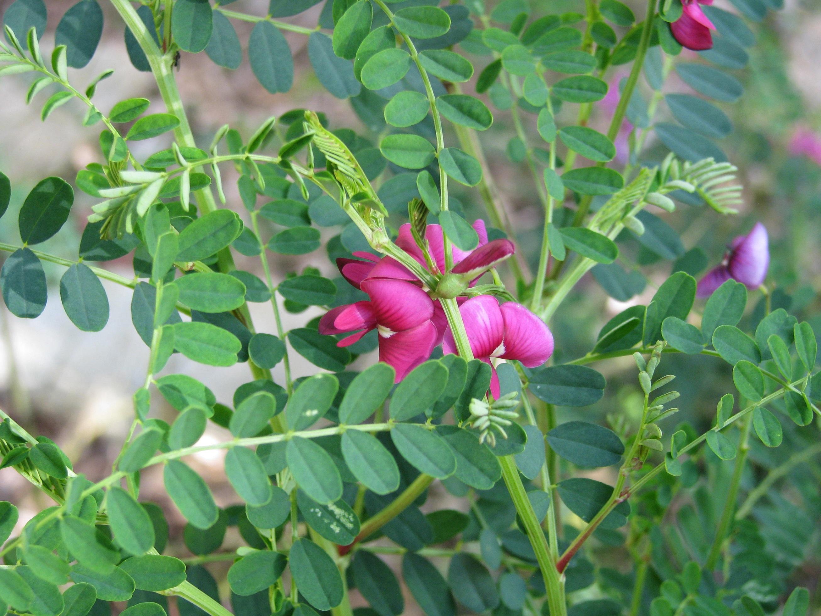Redlands shrubs - Darling Pea 