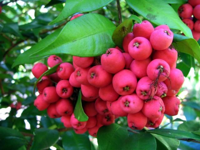 Redlands trees - Small-leafed Lilly-pilly