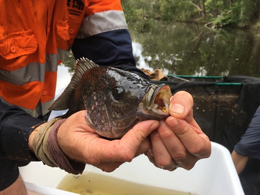 Tilapia Fish with eggs in mouth