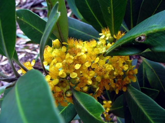 Redlands trees - Water Gum