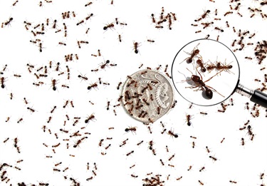Various_sizes_of_fire_ants_on_10_cent_coin.jpg