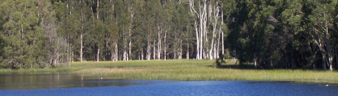 Dam in the foreground with water grasses and tall trees in the background.