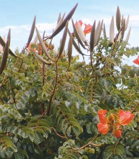 African Tulip Tree