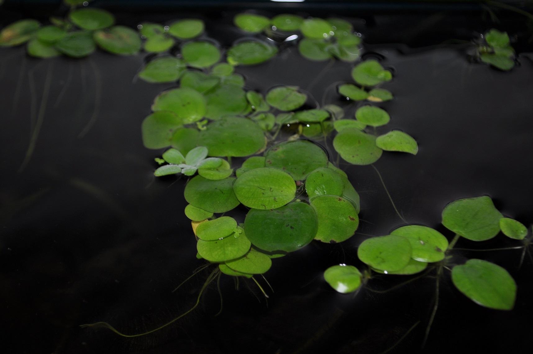 Amazon frogbit
