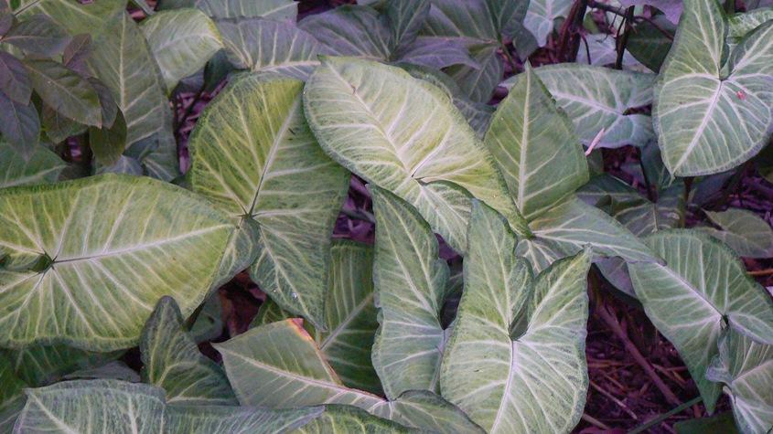 Arrowhead vine
