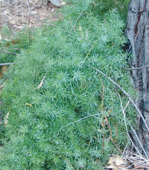 Asparagus Fern