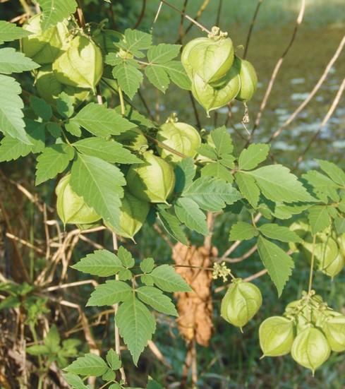 Balloon Vine