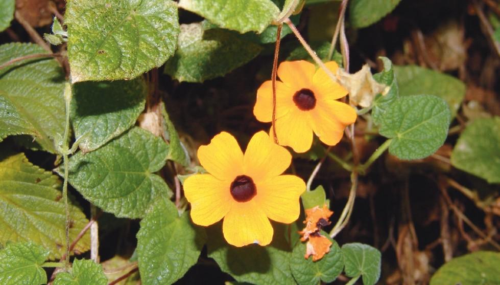 Black eyed Susan