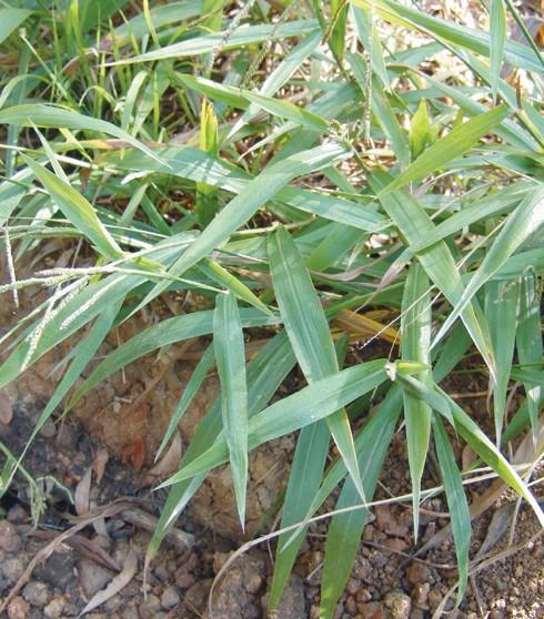 Broad leafed Paspalum